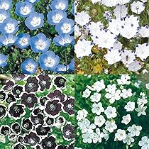 Amazon.co.jp: 種 花たね ネモフィラセット 4種4袋 / 国華園 25年秋